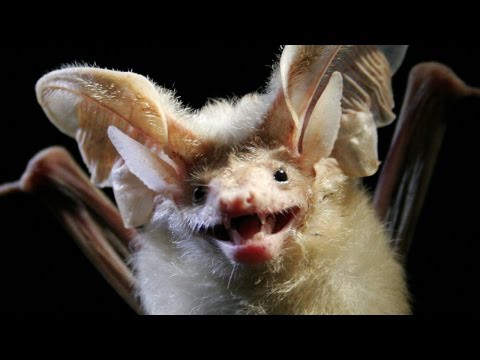 絶滅から復活した10の動物 10 Animals That Came Back From Extinction Voicetube 動画で英語 を学ぶ