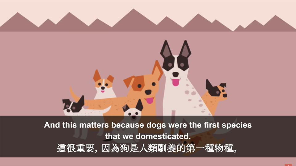 動物 一起來了解狗兒的演化過程吧 The Origin Of Dogs Voicetube 看影片學英語