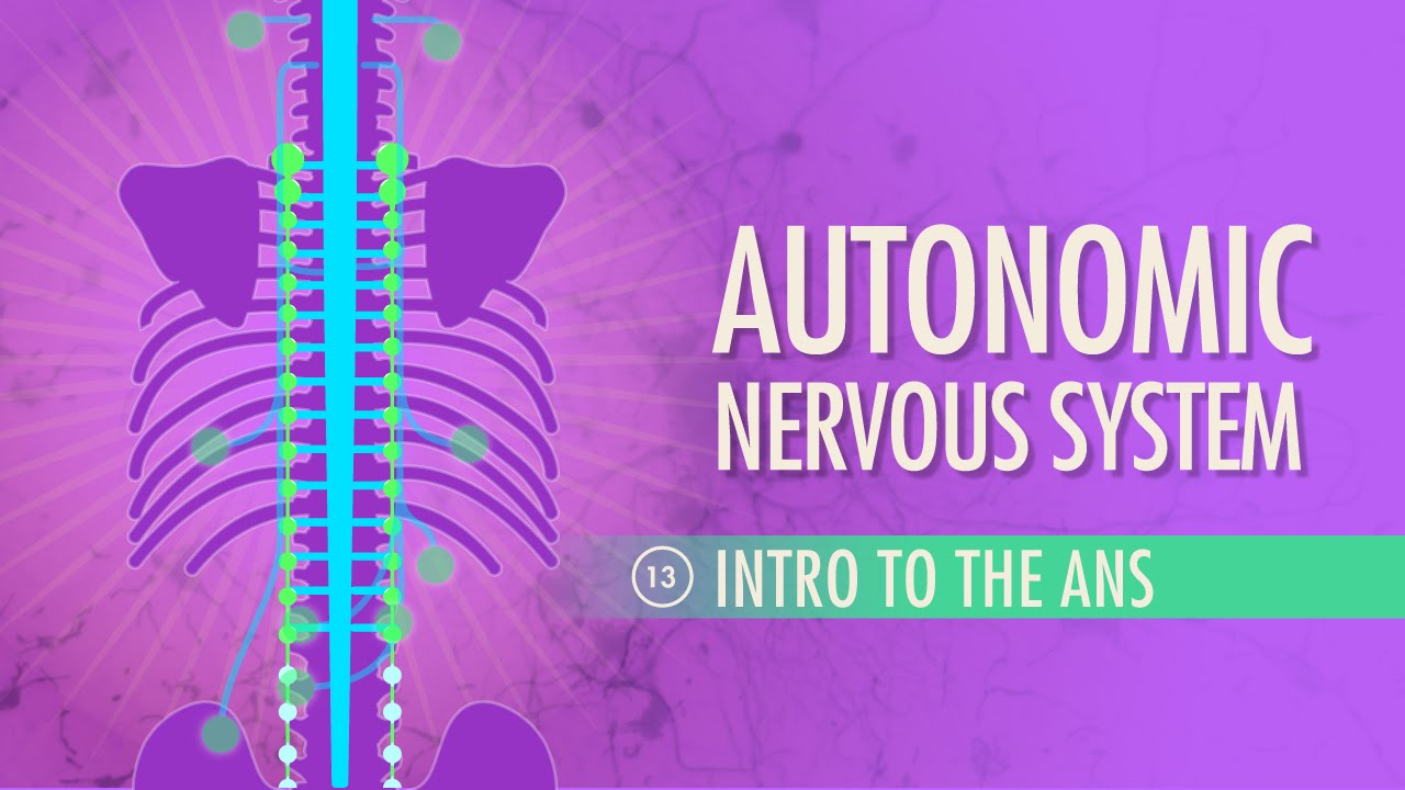 自主神經系統 速成班a P 13 Autonomic Nervous System Crash Course A P 13 Voicetube 看影片學英語