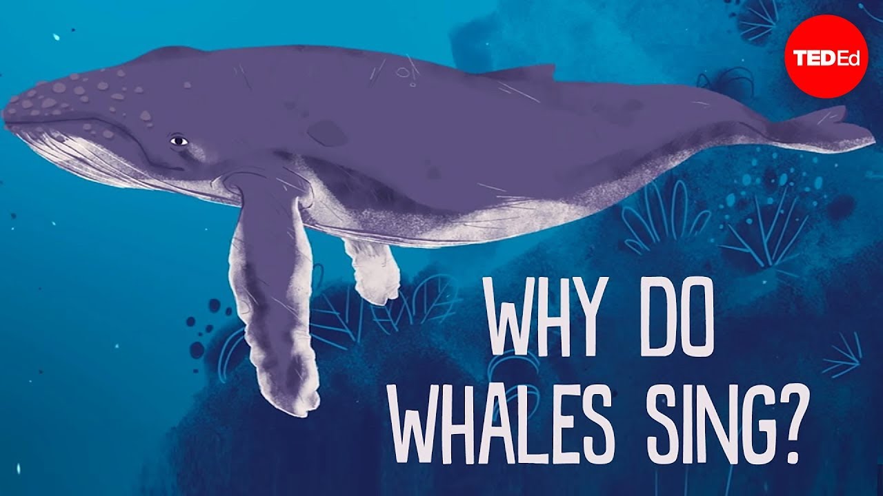 Ted Ed 鯨魚為什麼會唱歌 Stephanie Sardelis Ted Ed Why Do Whales Sing Stephanie Sardelis Voicetube 看影片學英語