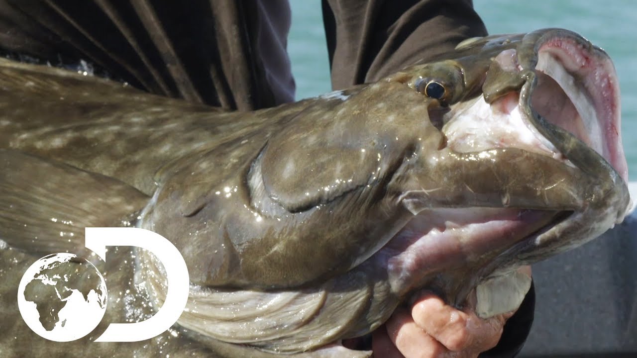 傑里米 韋德在阿拉斯加釣到了巨大的大比目魚 傑里米 韋德的黑暗水域 Jeremy Wade Catches Massive Halibut In Alaska Jeremy Wade S Dark Waters