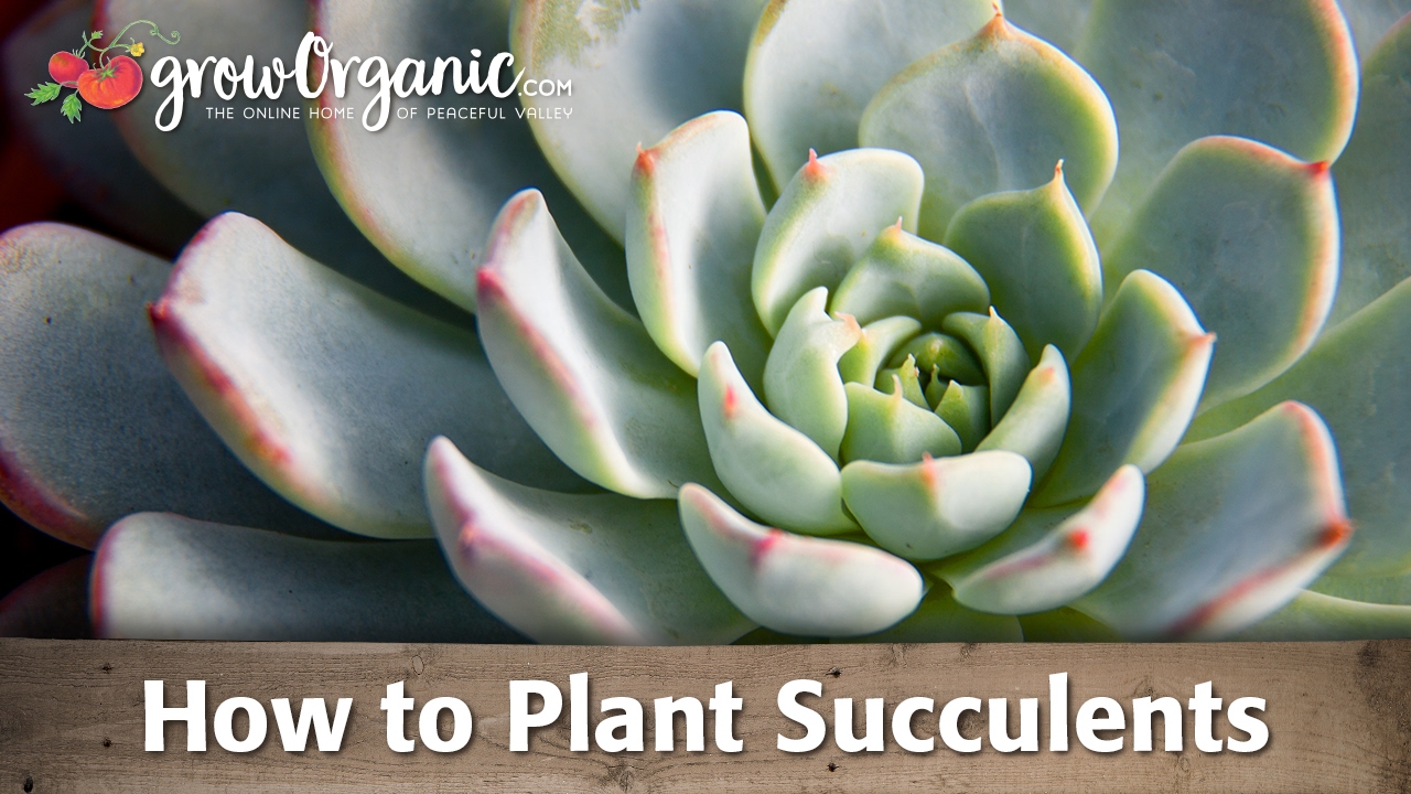 如何種植多肉植物 How To Plant Succulents Voicetube 看影片學英語