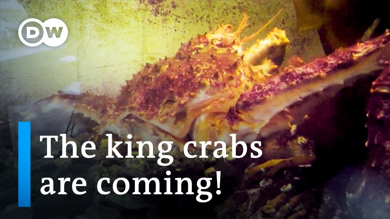 ノルウェーでのタラバガニの侵入 ヨーロッパに焦点を当てて King Crab Invasion In Norway Focus On Europe Voicetube 動画で英語を学ぶ