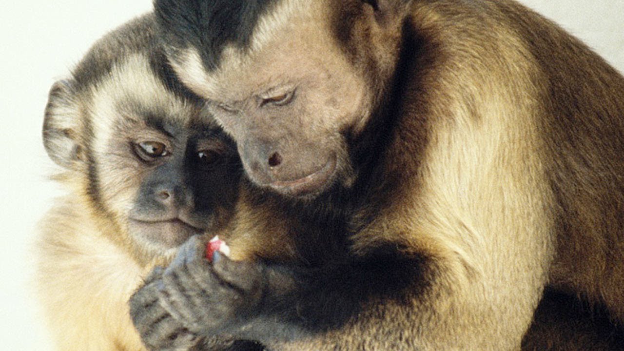 Ted フランス ドゥ ヴァール 良識ある行動をとる動物たち Moral Behavior In Animals Frans De Waal Voicetube 動画で英語を学ぶ