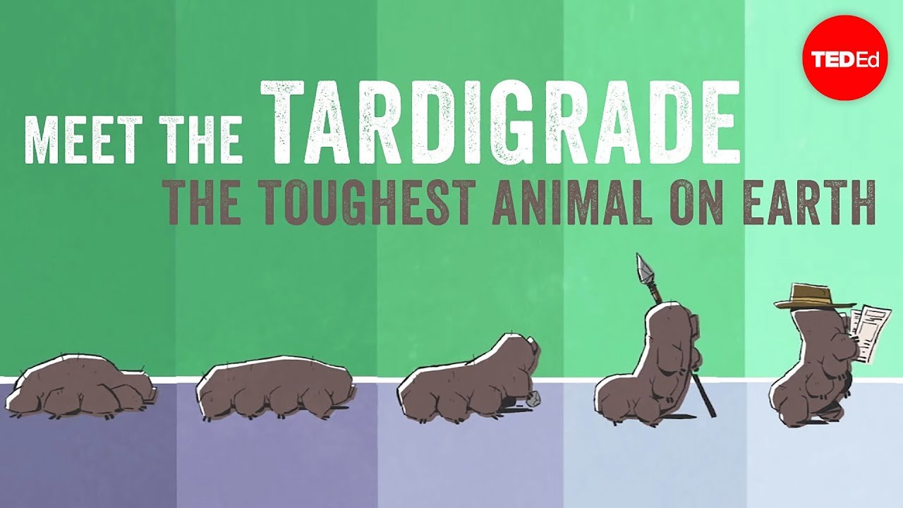 Ted Ed 見識一下地球上最強悍的動物 托馬斯 布斯比 Ted Ed Meet The Tardigrade The Toughest Animal On Earth Thomas Boothby Voicetube 看影片學英語