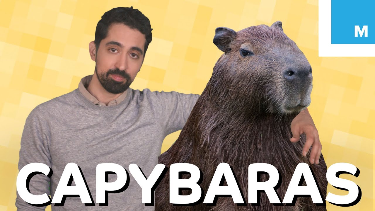 カピバラとは何か なぜそんなに冷たいのか カピバラとは何か なぜそんなに冷たいのか What Is A Capybara And Why Is It So Chill Mashable Explains Voicetube 動画で英語を学ぶ