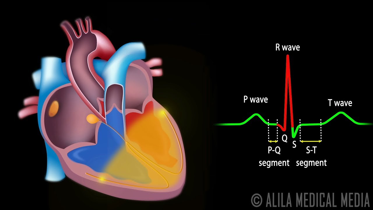 心臓伝導システムと心電図の理解 アニメーション Cardiac Conduction System And Understanding Ecg Animation Voicetube 動画で英語を学ぶ