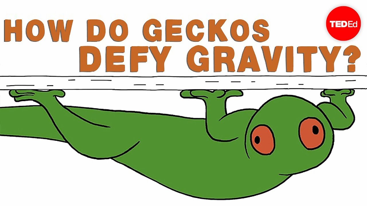 Ted Ed 飛簷走壁的壁虎 How Do Geckos Defy Gravity Eleanor Nelsen Voicetube 看影片學英語