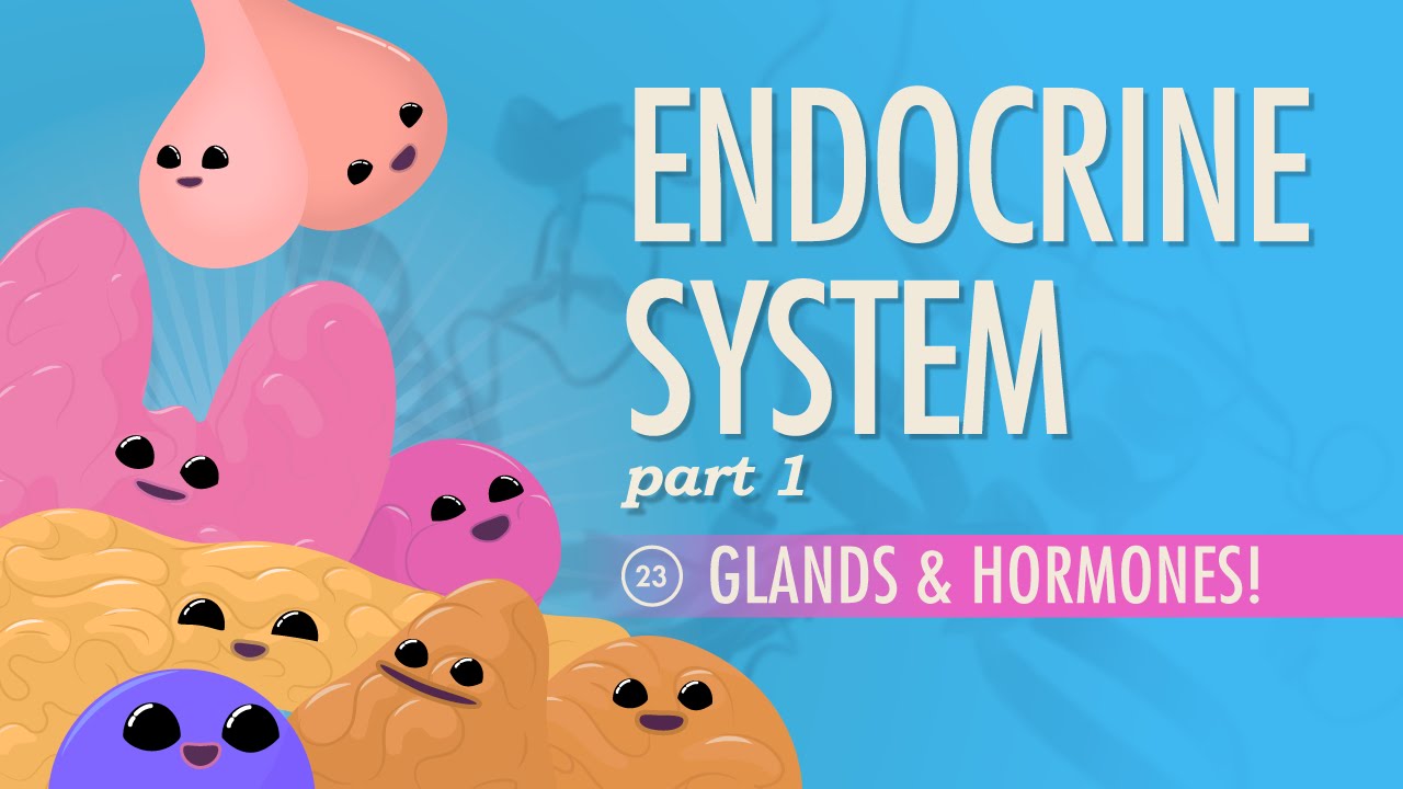 Endocrine System, part 1 Glands & Hormones Crash Course A&P 23