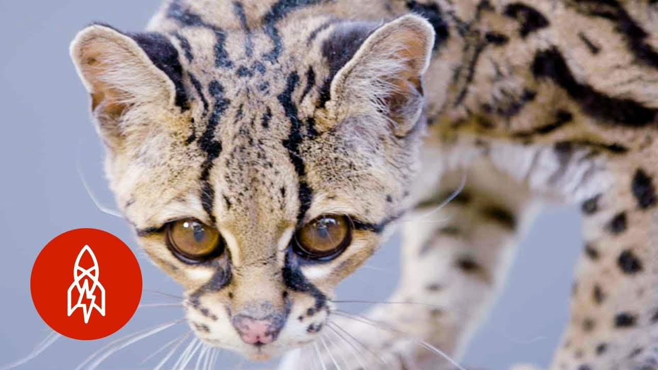 密林に住む絶滅危惧種のネコ マーゲイ Voicetube 動画で英語を学ぶ