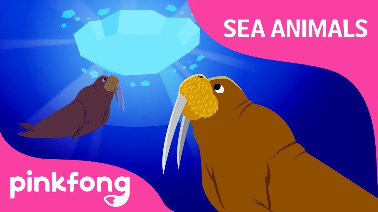 クムバヘイ セイウチのうた 海の動物のうた どうぶつのうた ピンポンのうた Kum Ba Hey Walrus Sea Animals Songs Animal Songs Pinkfong Songs For Children Voicetube 動画で英語を学ぶ