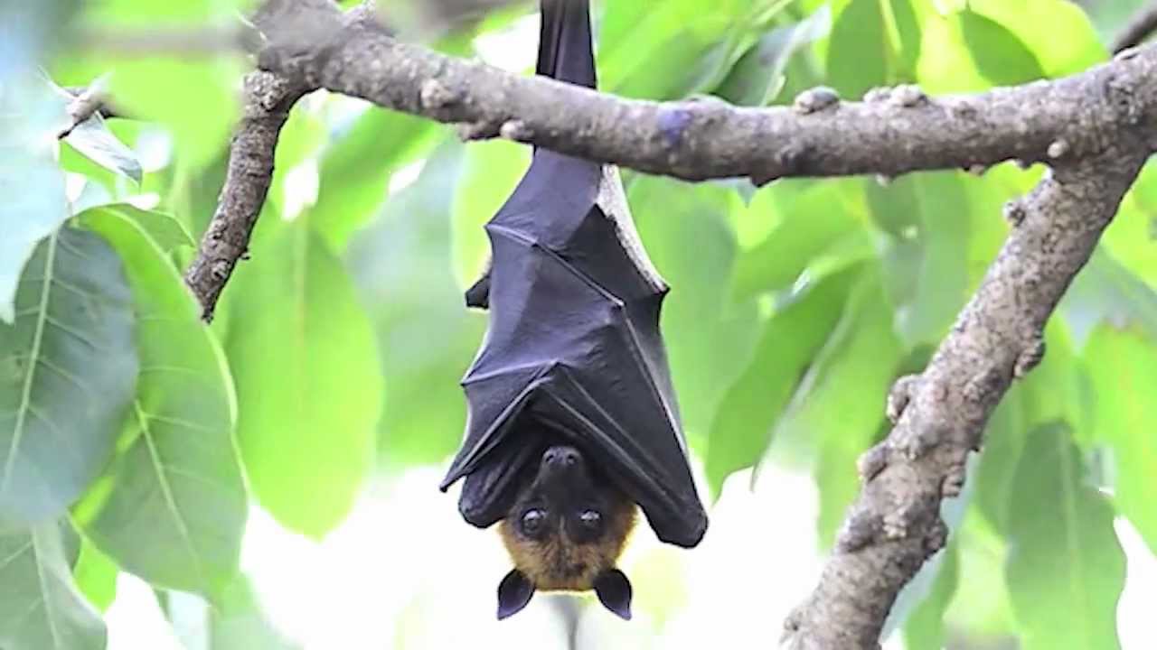 關於果蝠的真實事實 True Facts About The Fruit Bat Voicetube 看影片學英語