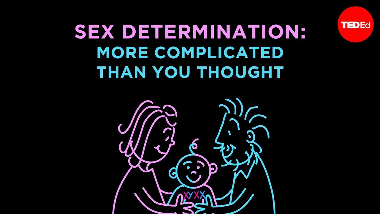 Ted Ed 性別決定 超乎你的想像 Sex Determination More Complicated Than You Thought ron Reedy Voicetube 看影片學英語