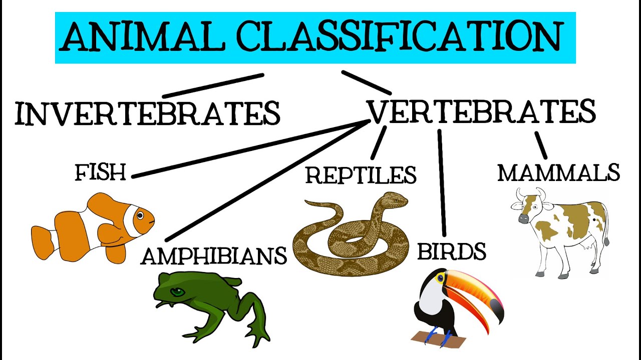 animal-classification-for-children-classifying-vertebrates-and