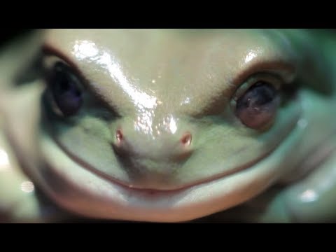 True Facts About The Frog Voicetube Learn English Through Videos