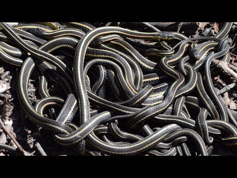 スネークアイランドは本物であり それは絶対に恐ろしいです Snake Island Is Real And It S Absolutely Terrifying Voicetube 動画で英語を学ぶ