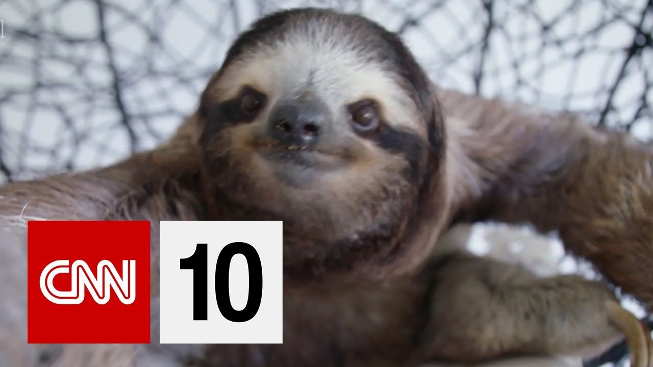 ナマケモノの聖域 (A Sanctuary For Sloths)｜VoiceTube 動画で英語学習