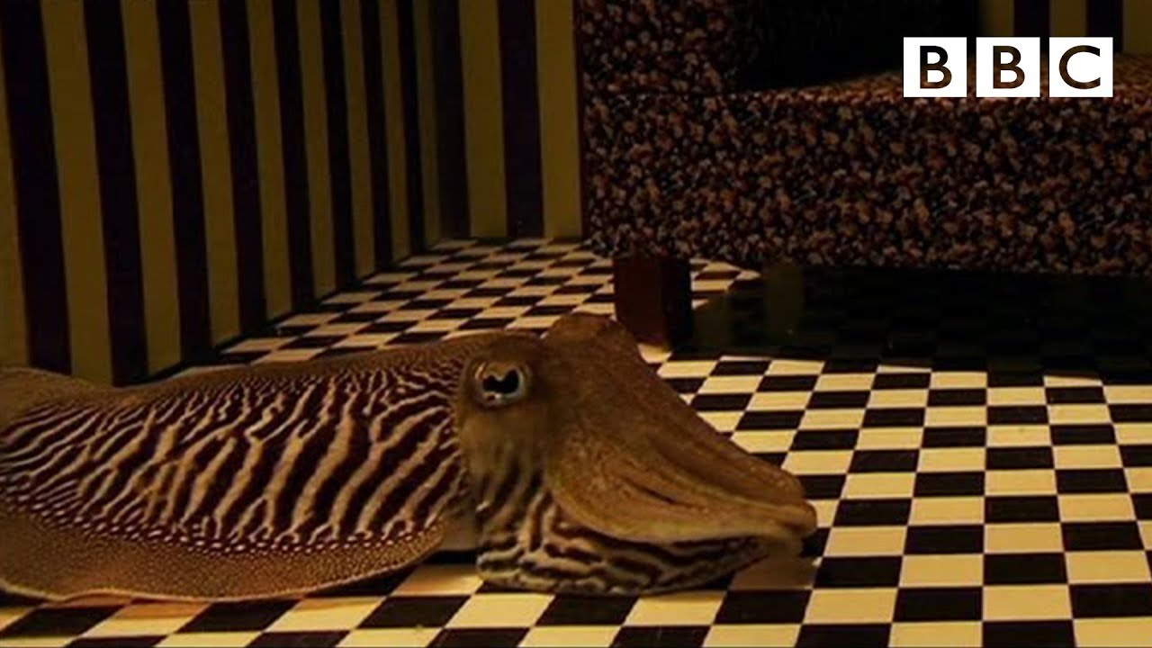 動物 偽裝高手烏賊面對人類場景也能成功偽裝嗎 Can Cuttlefish Camouflage In A Living Room Richard Hammond S Miracles Of Nature c Voicetube 看影片學英語