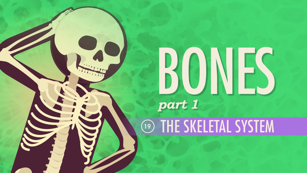 骨骼系統 速成班a P 19號 The Skeletal System Crash Course A P 19 Voicetube 看影片學英語