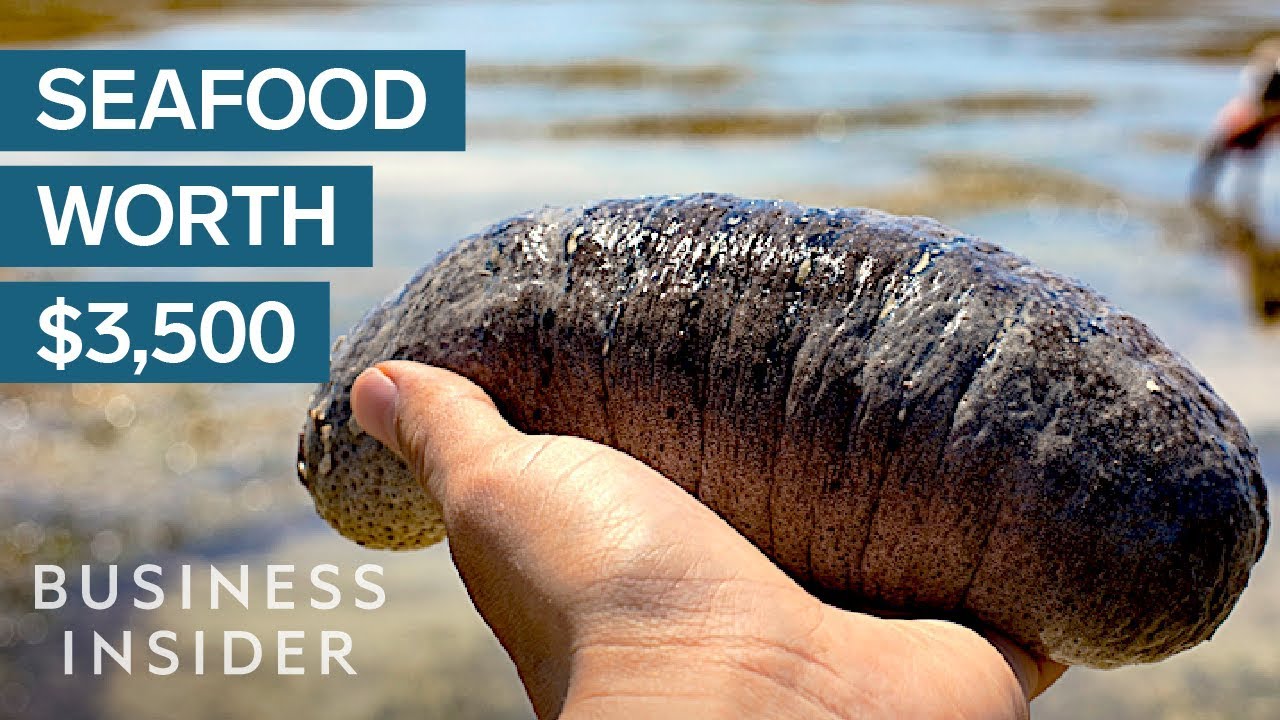 Why Sea Cucumbers Are So Expensive So Expensive Voicetube Learn English Through Videos