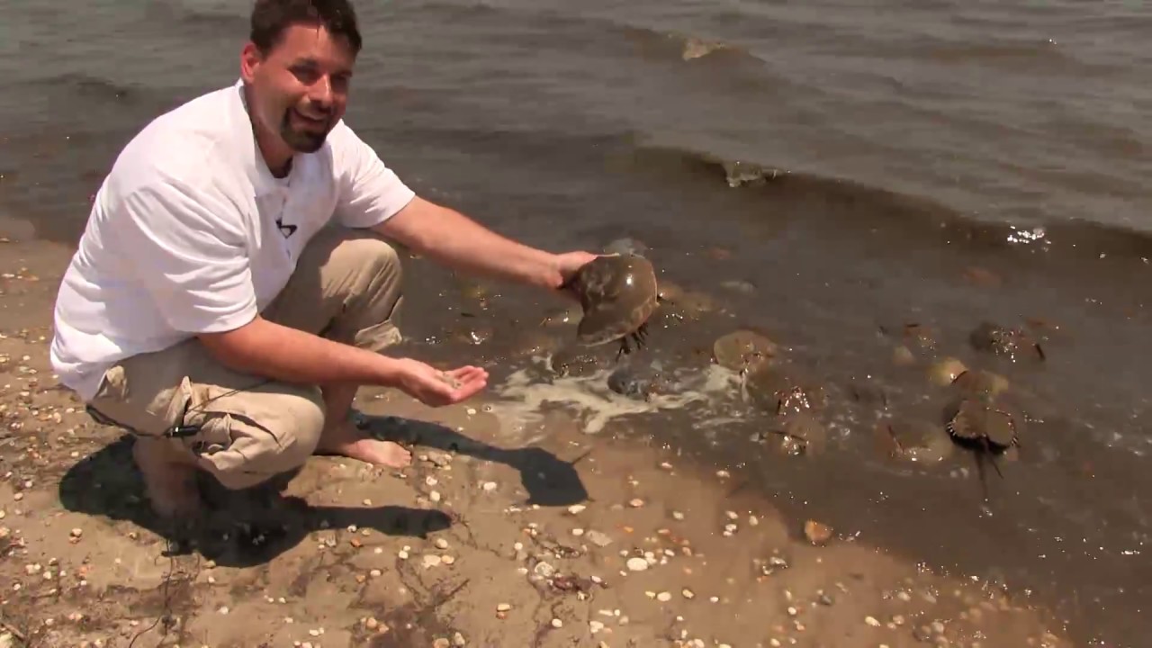 Horseshoe Crabs 日本語の意味と動画例文 Voicetube 和訳辞書