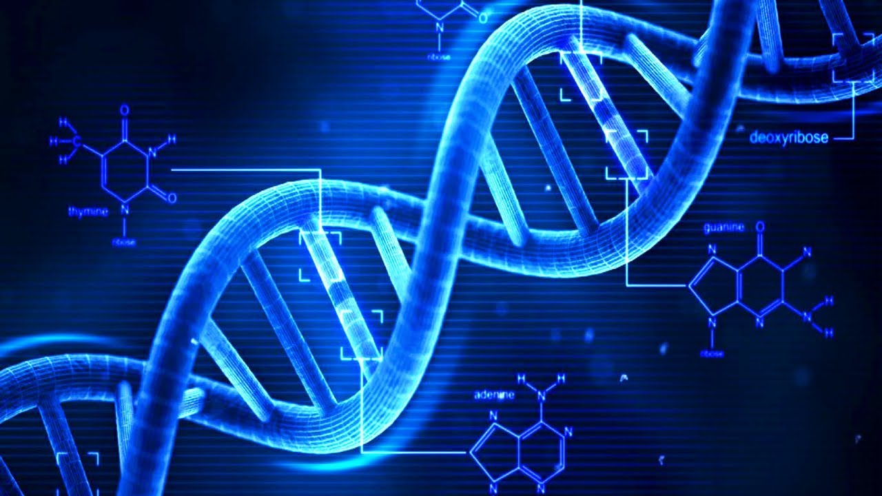 DNA - DNAとは何か？- DNAの基礎 (DNA - What is DNA? - Basics of DNA ...