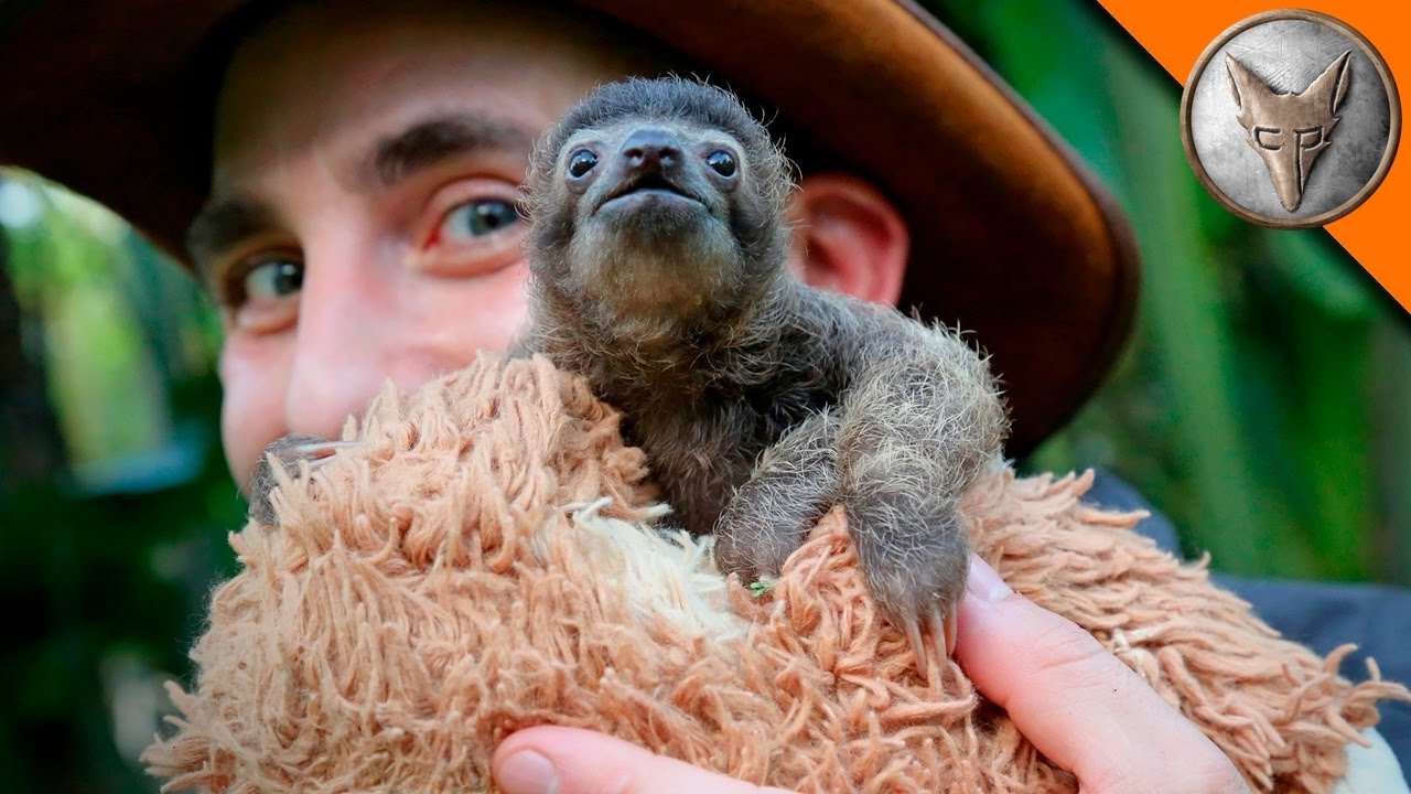 世界一かわいいナマケモノの赤ちゃん Cutest Baby Sloth Ever Voicetube 動画で英語を学ぶ